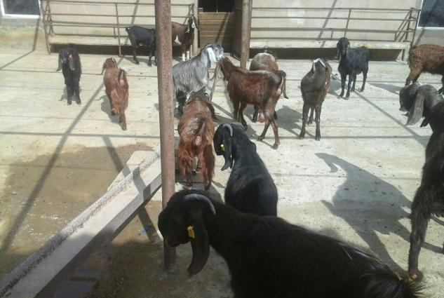 Halep kecileri satılır  2 qarın dogmuş 550 azn təkələrdə var 600 azn