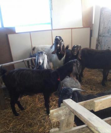 Halep kecileri satılır  2 qarın dogmuş 550 azn təkələrdə var 600 azn