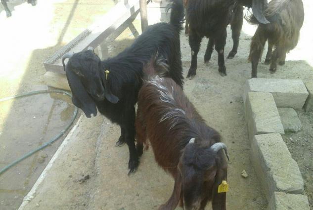 Halep kecileri satılır  2 qarın dogmuş 550 azn təkələrdə var 600 azn