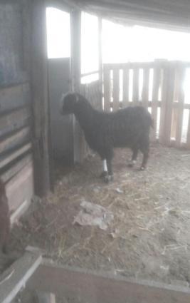 Halep kecileri satılır  2 qarın dogmuş 550 azn təkələrdə var 600 azn