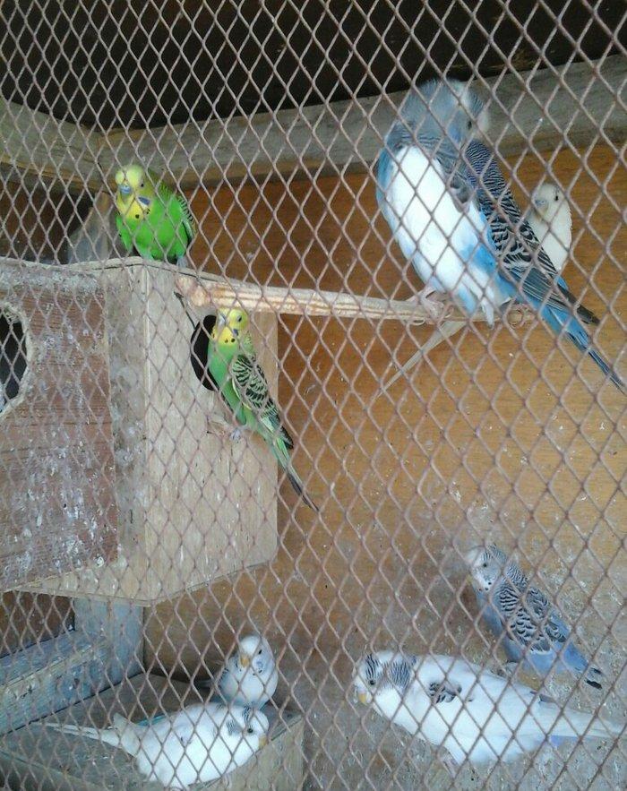 20 denedir 10 cutdu hamsi erkey mayadir bala verirler cavan quslardir