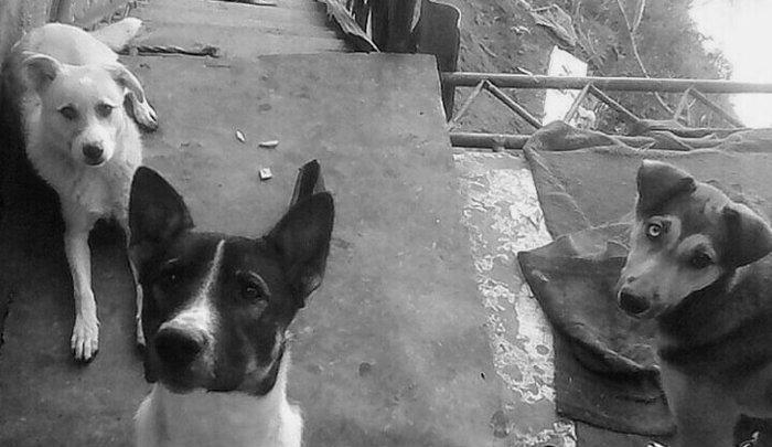 Satilir ucdene itdi itin biri 50 azndi etrafli melumat ucun nomreyle e