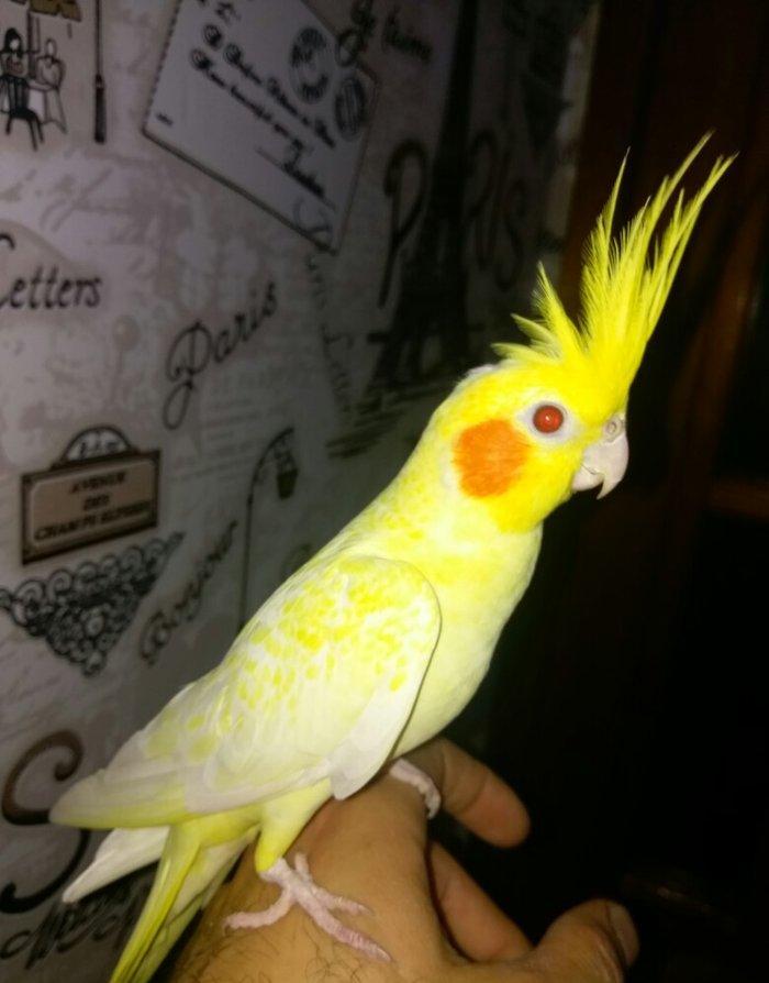 bir cut karella satiram biri erkek obri disidir .erkek ele oyrenib .ci