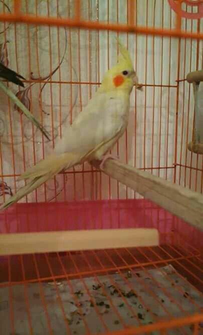 bir cut karella satiram biri erkek obri disidir .erkek ele oyrenib .ci