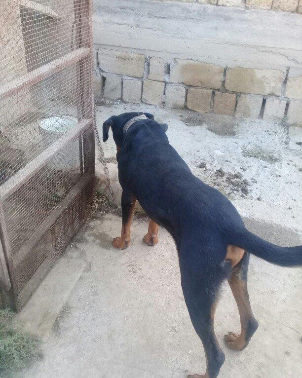 Erkey doberman. 2 yawi var. Tecili pul lazim oldugu ucun satilir.
