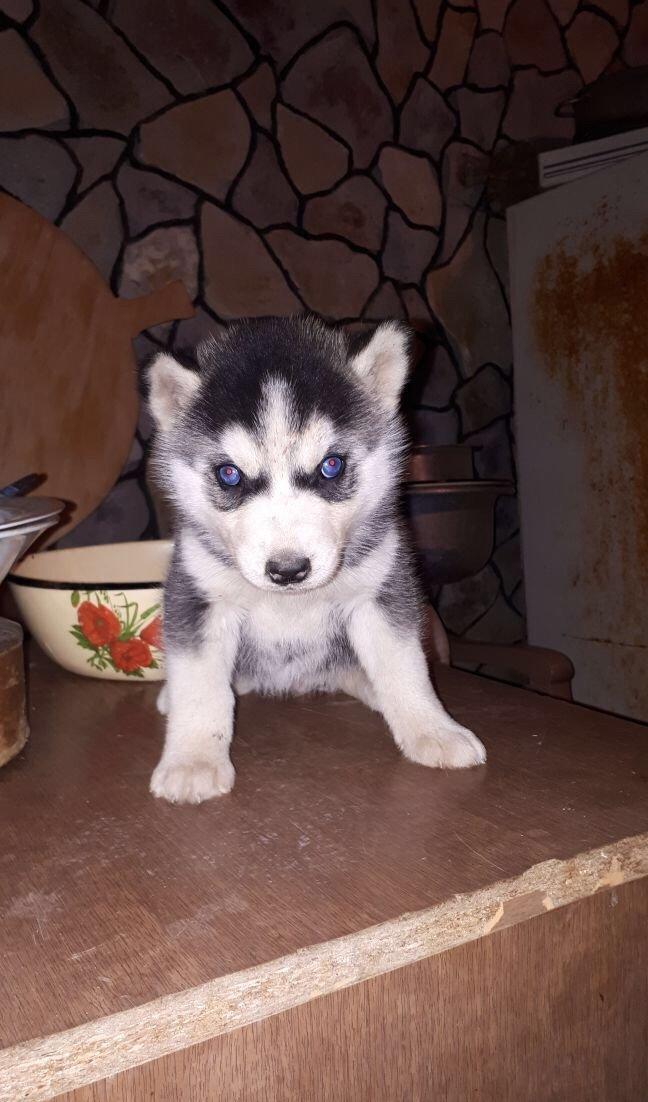 Salam xaski balaları satlır erkek dişi var 1 ay 11 günlük balalardır ş