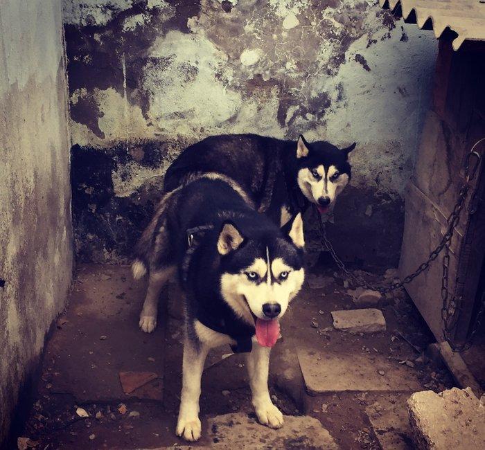 Salam xaski balaları satlır erkek dişi var 1 ay 11 günlük balalardır ş