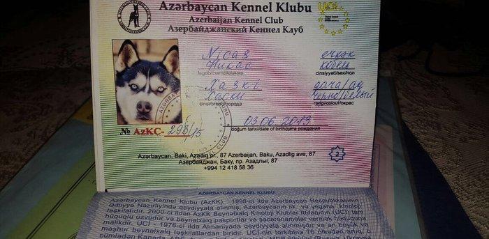 Salam xaski balaları satlır erkek dişi var 1 ay 11 günlük balalardır ş