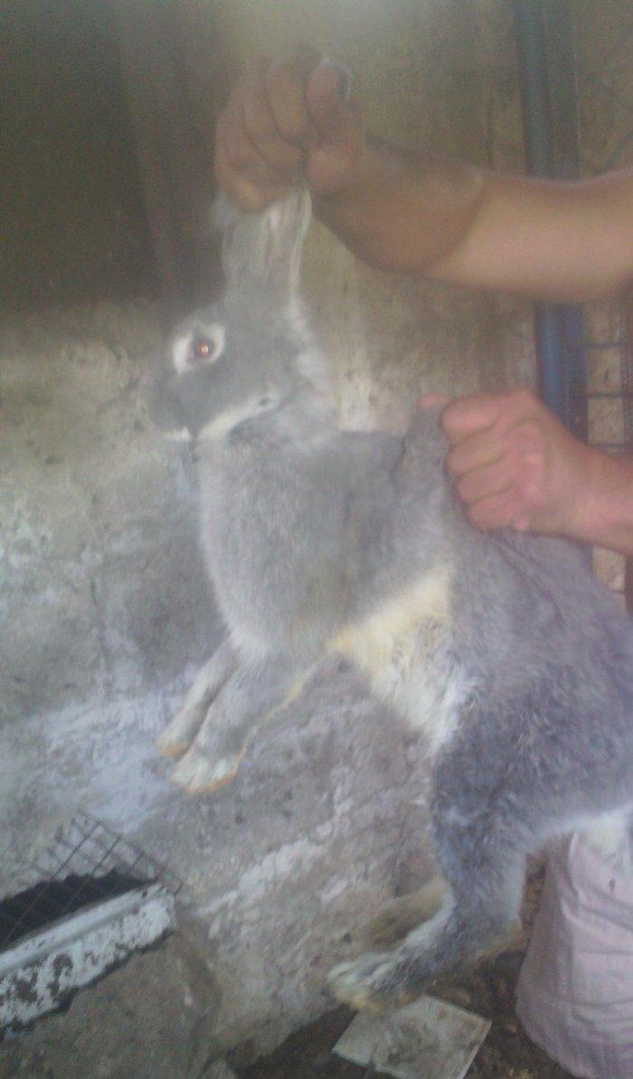 Fevralin balasidi 2 dene erkey  rizen. Cekisi 7 kilodan yuxaridi. Sati