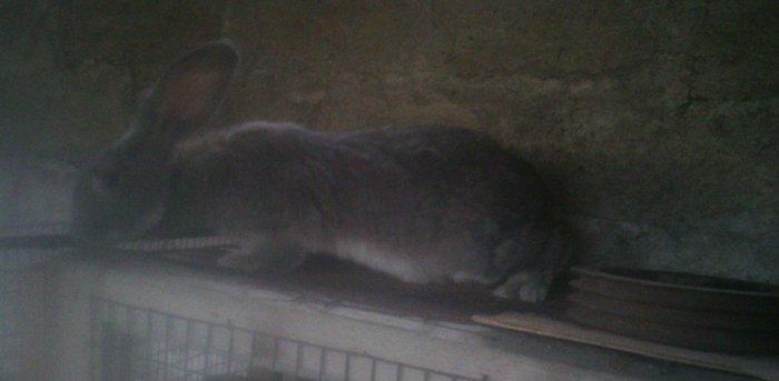 Fevralin balasidi 2 dene erkey  rizen. Cekisi 7 kilodan yuxaridi. Sati