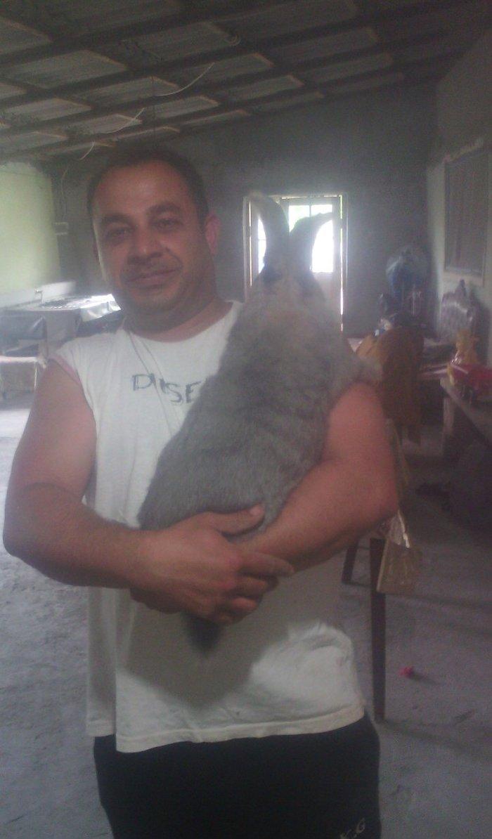 Fevralin balasidi 2 dene erkey  rizen. Cekisi 7 kilodan yuxaridi. Sati