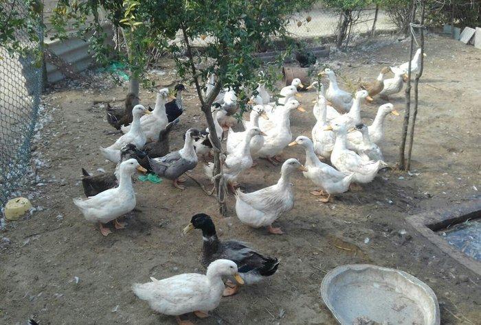 Kuban ördeyleri. Zirededi. Tam saglamdir. Adim pervizdi. Cekileri 4  k