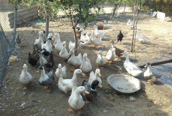 Kuban ördeyleri. Zirededi. Tam saglamdir. Adim pervizdi. Cekileri 4  k