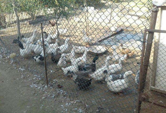 Kuban ördeyleri. Zirededi. Tam saglamdir. Adim pervizdi. Cekileri 4  k