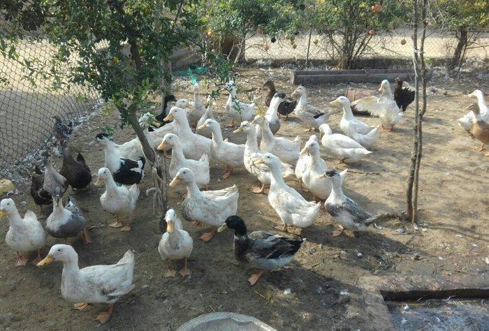 Kuban ördeyleri. Zirededi. Tam saglamdir. Adim pervizdi. Cekileri 4  k