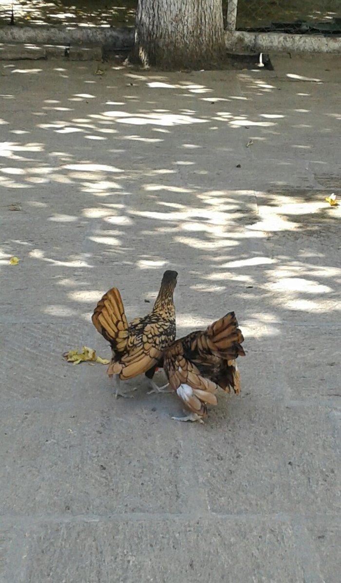 4 ay yarimliq bir cut qizili sbraytlar butun baksinleri olunub qurd de