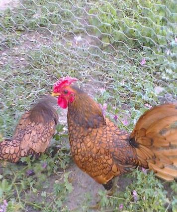 Damazliqlar satilir 3 fere 1 xoruz 250 azn
Yumurtasi 3 azn