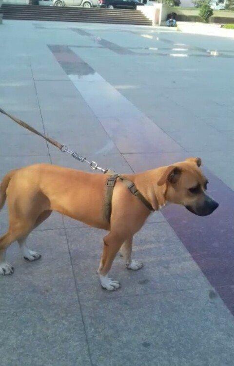 stafasor 7 ayliqdi.disidi.100 azn qiymet sondu.qiymete görə narahat et