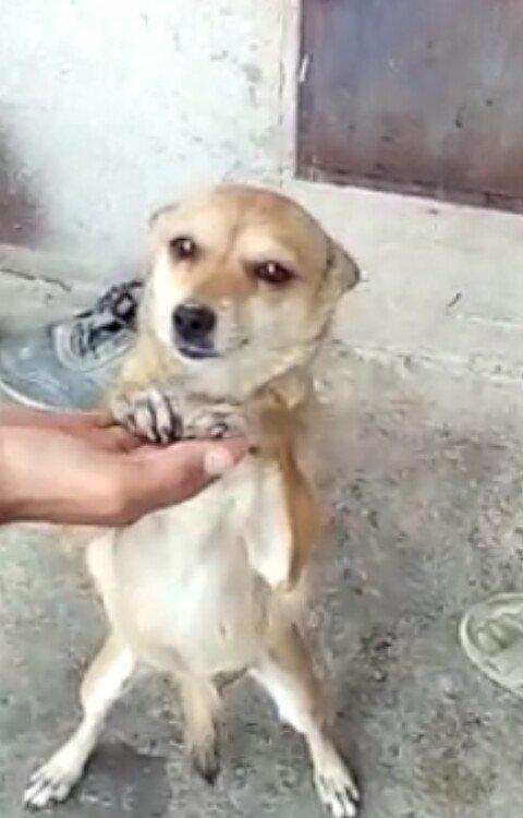 disi zvanok 1 yas 7 ayliqdi 2 defe bala verib.40 azn qiymet sondu