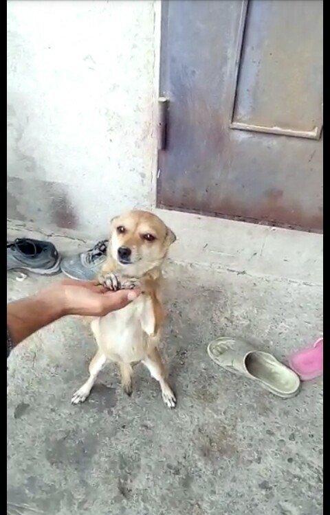 disi zvanok 1 yas 7 ayliqdi 2 defe bala verib.40 azn qiymet sondu