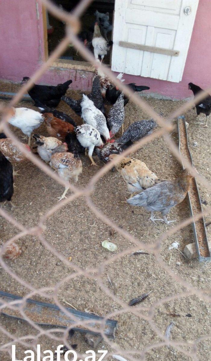 Ela cixiw verir. 170 toyug yumurtasi tutur. Wekildeki cuceler bu inkub