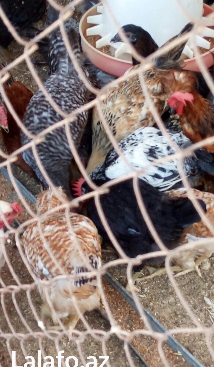 Ela cixiw verir. 170 toyug yumurtasi tutur. Wekildeki cuceler bu inkub