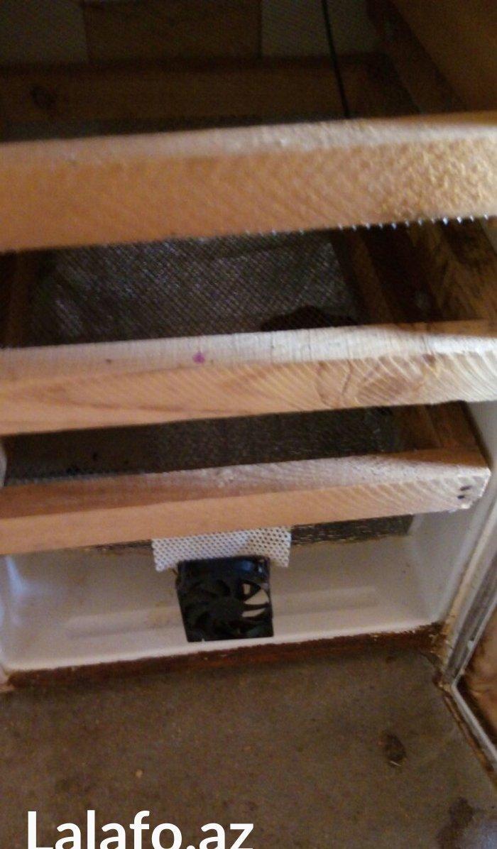 Ela cixiw verir. 170 toyug yumurtasi tutur. Wekildeki cuceler bu inkub