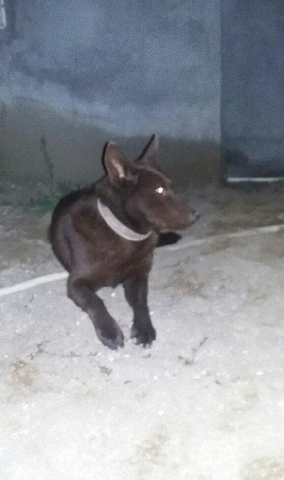 it avcarka 1.5ayliq erkey rengi sokalad rengi 200m asaqi da elemey ola