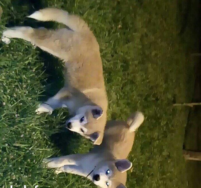 Temiz natura 4ayliq disi akita satilir tam saglam baladi bu sekilde 3a