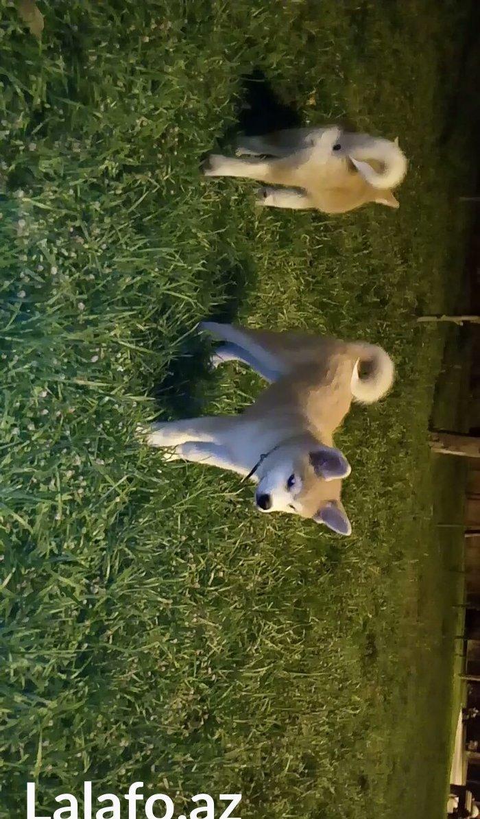 Temiz natura 4ayliq disi akita satilir tam saglam baladi bu sekilde 3a