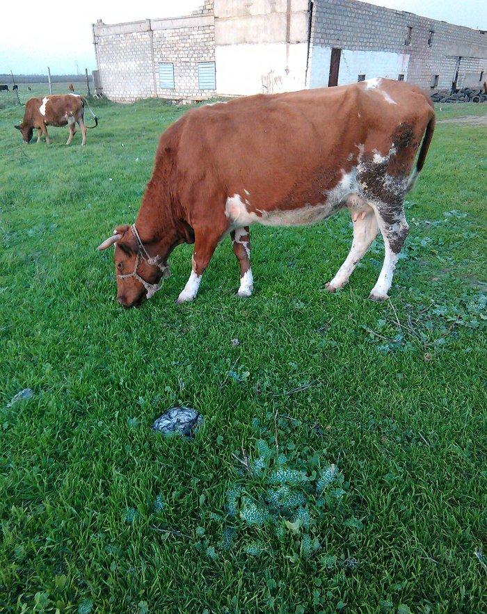 salam balali inek satilir dord aydi kelin alib yanindaki balasi sekkiz