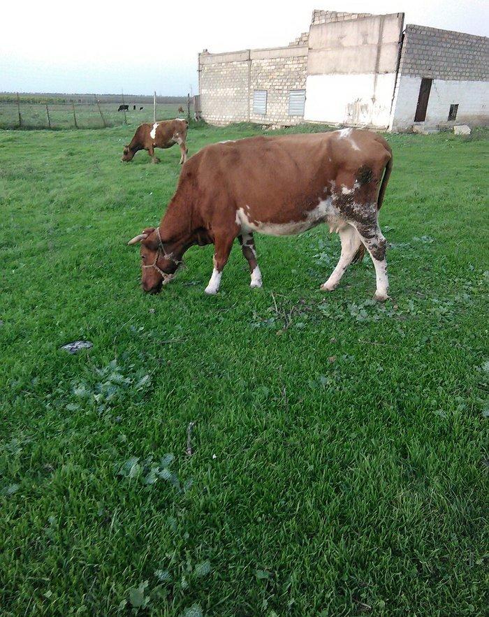 salam balali inek satilir dord aydi kelin alib yanindaki balasi sekkiz