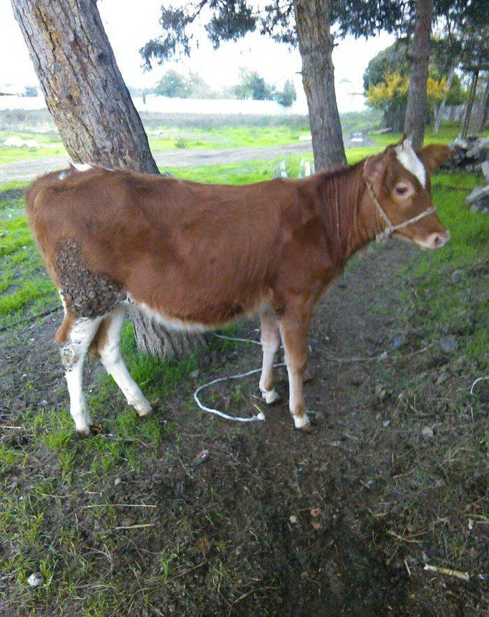 salam balali inek satilir dord aydi kelin alib yanindaki balasi sekkiz