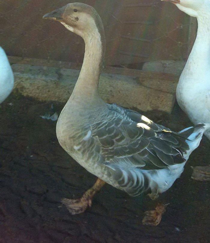 Rus, kuban, kubanan dönmə qaz satıram 7,8 aylıq biri 40, 35 manata unv