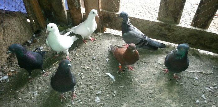 quslar özümdu coxdu deye azaldiram uçan quslardi opdavoy satılır tek t