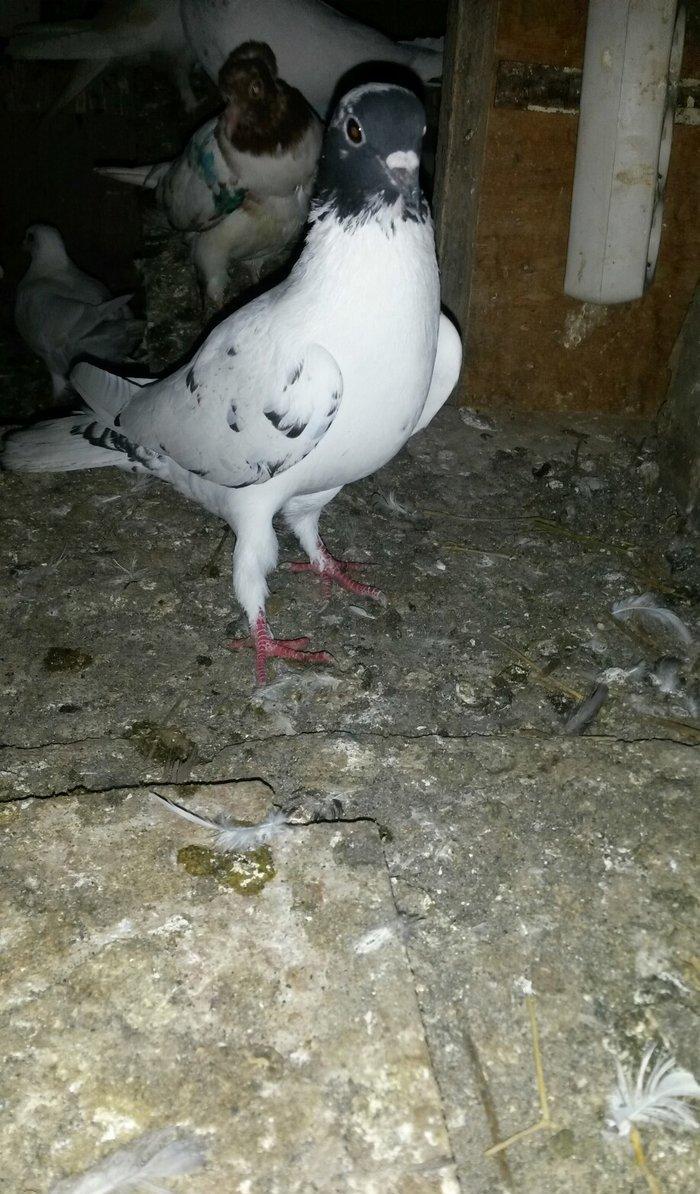 17 tuk qarabas maya cute düşmeye hazırdı oynagi var tutulmadi ciddi al