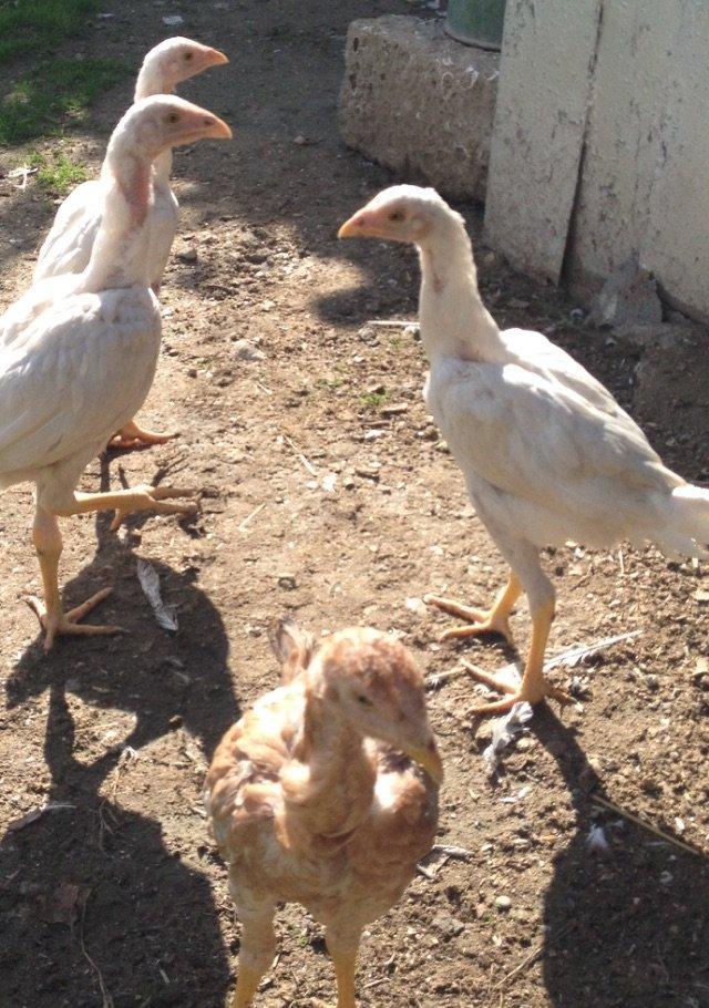 4 ayliq cox doyuwken ag heyrati cuceler satilir ata analari wekilde go