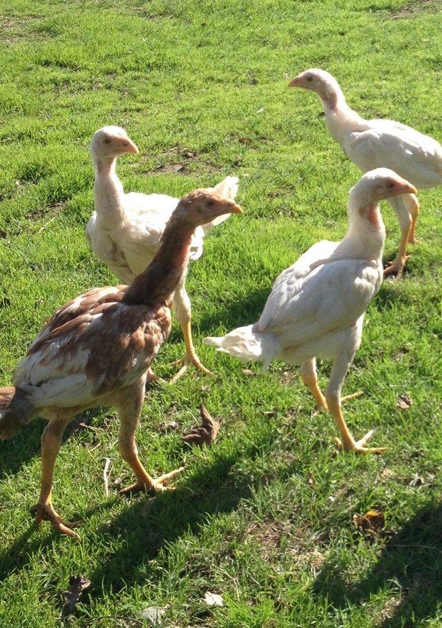 4 ayliq cox doyuwken ag heyrati cuceler satilir ata analari wekilde go