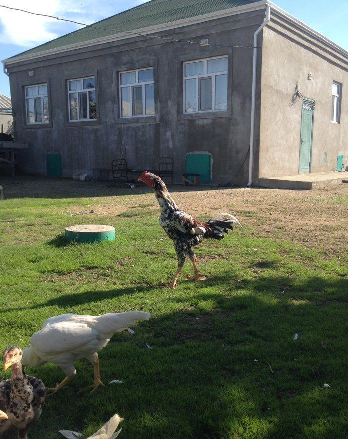 4 ayliq cox doyuwken ag heyrati cuceler satilir ata analari wekilde go