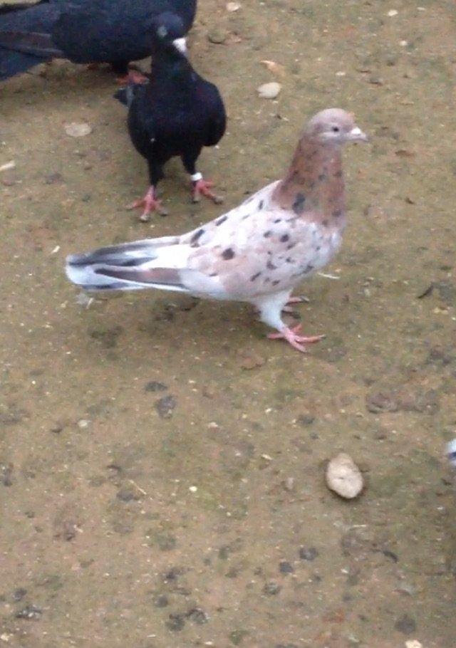 Cavan saglam 15 tuk ebrew maya atasi anasi 16/17 tuk olub ucan cinsdi