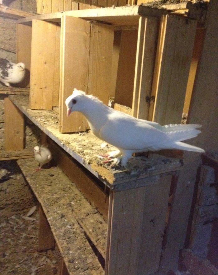 6 saat ucan qewey oynagi olan cavan saglam mayadi ucan quwdu hemde vit