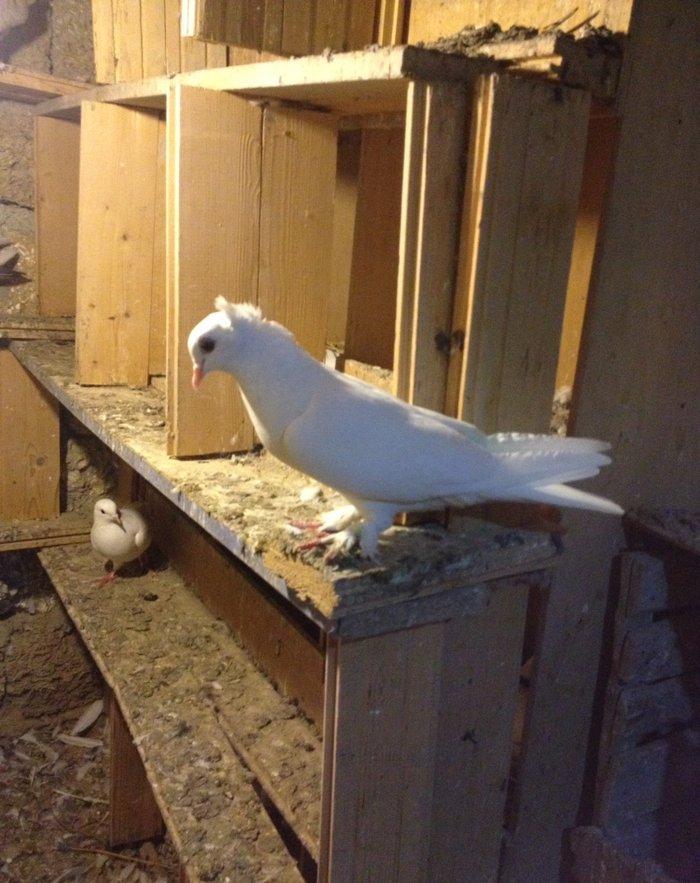 6 saat ucan qewey oynagi olan cavan saglam mayadi ucan quwdu hemde vit