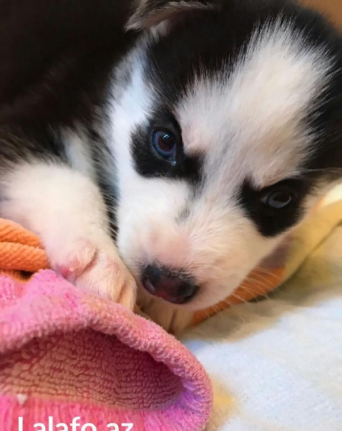 Gozleri goy erkek xaksi balasi satilir tam saglam baladir 45 gunlukdu