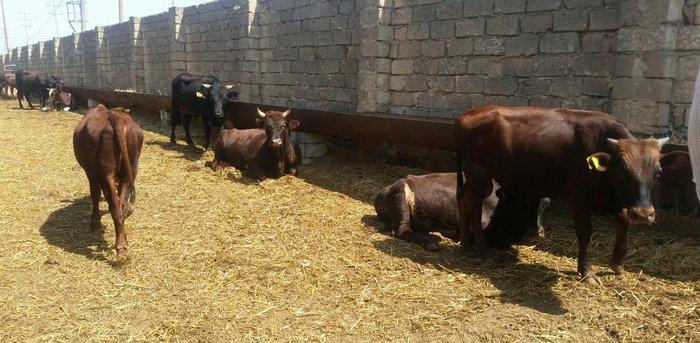 hər növ cins erkək danalar 180 kq dan başlayan diri cekiyke isdenilən