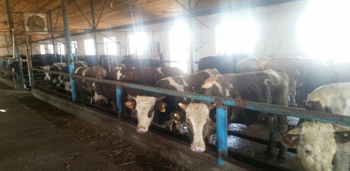 hər növ cins erkək danalar 180 kq dan başlayan diri cekiyke isdenilən