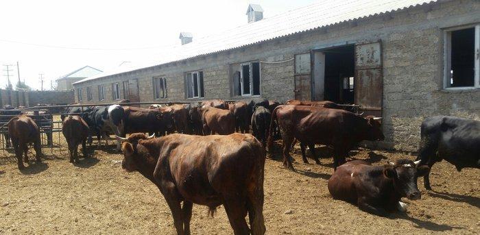 hər növ cins erkək danalar 180 kq dan başlayan diri cekiyke isdenilən