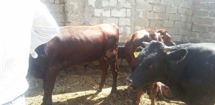 hər növ cins erkək danalar 180 kq dan başlayan diri cekiyke isdenilən