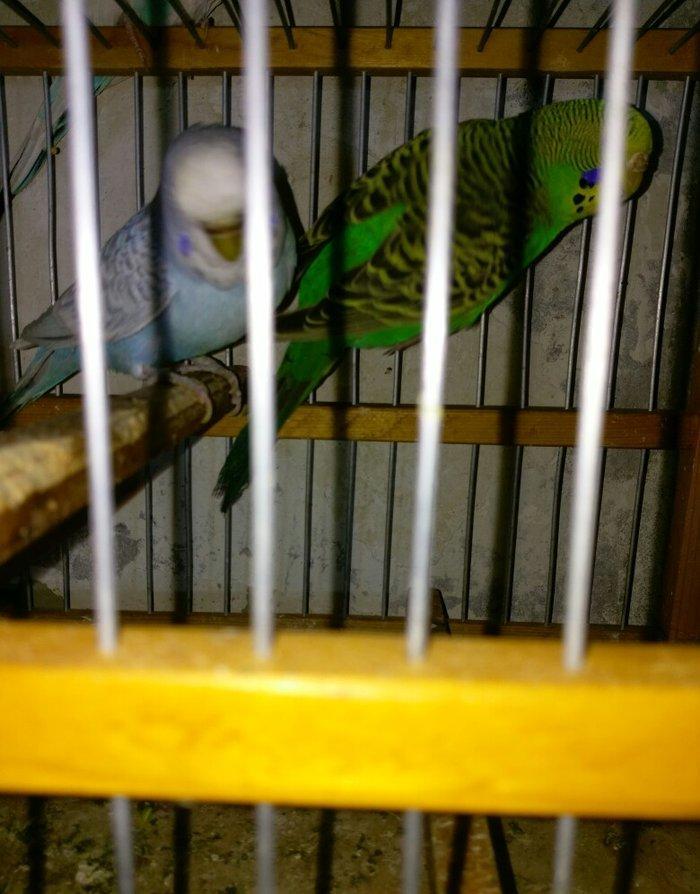 Hazir bala veren cut satiram .erkek mavi spengel ,disi yasil .bir defe