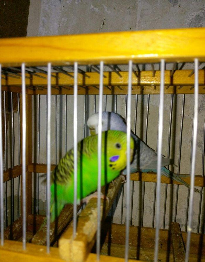 Hazir bala veren cut satiram .erkek mavi spengel ,disi yasil .bir defe