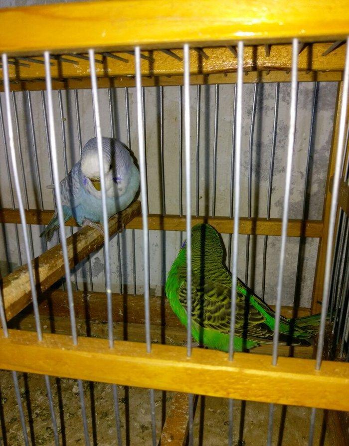 Hazir bala veren cut satiram .erkek mavi spengel ,disi yasil .bir defe